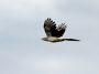 Day02 - 12 * Guira Cuckoo